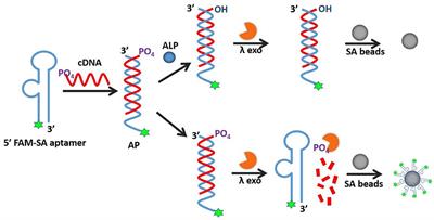 An Allosteric-Probe for Detection of Alkaline Phosphatase Activity and Its Application in Immunoassay